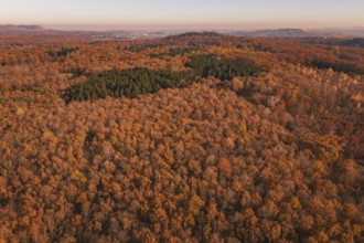 Dense autumn forest in warm colors with isolated conifers in the distance, MÃ¼hlacker, Enzkreis,