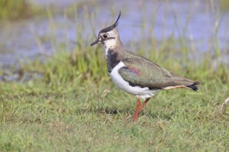Lapwing (Vanellus vanellus), gorgeous dress, looking for food in a swampy meadow, wildlife,