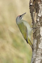 Grey woodpecker (Picus canus), male sitting on the trunk of a grey birch tree (Betula populifolia),
