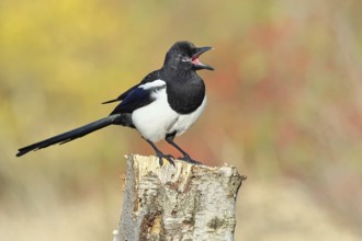 European magpie (Pica pica), sitting on a stump of a gray birch tree (Betula populifolia), with an