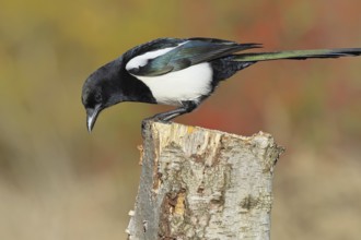 European magpie (Pica pica) sitting on a stump of a grey birch (Betula populifolia), with autumn