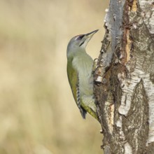 Grey woodpecker (Picus canus), male sitting on the trunk of a grey birch tree (Betula populifolia),