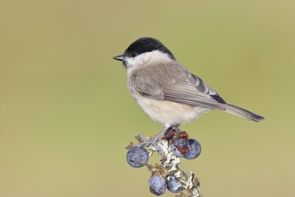 Swamp tit, (Parus palustris), sitting on a branch in a blackthorn bush, (Prunus spinosa), sloes,