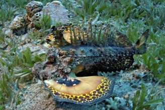 Devil fish (Inimicus filamentosus) dangerous marine animal crawling across seagrass meadow shows