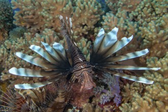 Close-up of Pacific lionfish (Pterois volitans) with threatening gesture hunting tactic spread fins
