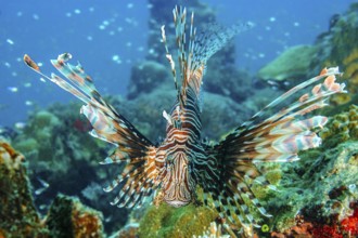 Close-up of Pacific lionfish (Pterois volitans) with venomous sting Poison spines swimming directly