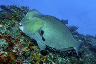 Large green humphead parrotfish (Bolbometopon muricatum) mature specimen of humphead parrotfish