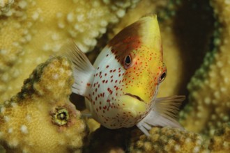 Forsters coral guardian (Paracirrhites forsteri) Striped coral guard semiadult, Forsters hawkfish,
