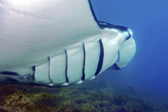 Manta (Mobula alfredi) Reef manta standing floats across shallow coral reef in lagoon shows