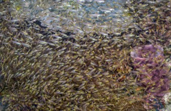 Large dense swarm with many specimens of golden glass fish (Parapriacanthus ransonneti) Golden