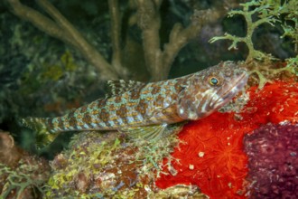 Diamond lizardfish (Synodus synodus) small predatory fish lying on red sponge lurking for prey,