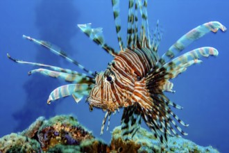 Close-up of Pacific lionfish (Pterois volitans) with venomous sting Poison spines spread all fins,