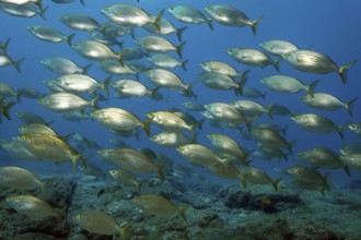Swarm of brawn bream (Sarpa salpa), Eastern Atlantic, Canary Islands, Fuerteventura, Spain
