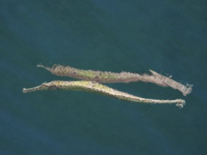 Triangular sea needle (Syngnathoides biaculeatus) is reflected on the water surface. Secret Bay