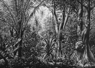 Jungle on a coral island in the Caroline Archipelago, inner tropics, tropical climate, rainforest,