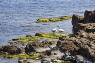 Mute swans (Cygnus olor), couple on rocky coast, ChristiansÃ¸, ChristiansÃ¶, Ertholmene, pea