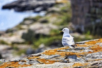 Common Seagull (Larus canus), rocky coast, ChristiansÃ¸, ChristiansÃ¶, Ertholmene, Pea Islands,