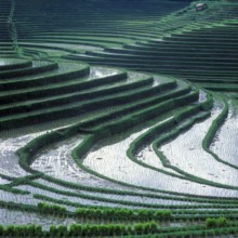 Terrace rice paddies north of Antosari, Bali, Indonesia