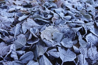 Frost has formed on the leaves lying on the ground in the cold, Wetterau, Gedern, Hesse, Germany