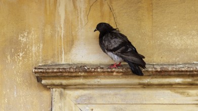 Old town of Nauplion, Lonely dove sitting on a weathered wall with a calm atmosphere, Nauplion,