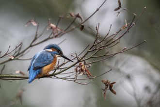 Kingfisher (Alcedo atthis), Emsland, Lower Saxony, Germany