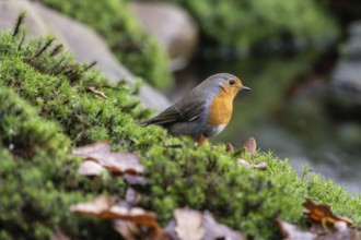 Robin (Erithacus rubecula), Emsland, Lower Saxony, Germany