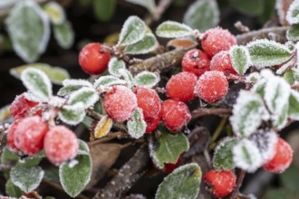 Cotoneaster (Cvotoneaster dammeri), fruits, Emsland, Lower Saxony, Germany