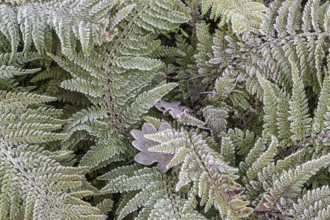 Fern (Polystichum setiferum) with hoarfrost, Emsland, Lower Saxony, Germany