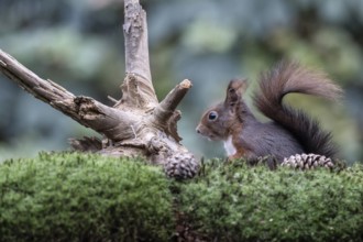 Squirrel (Sciurus vulgaris), Emsland, Lower Saxony, Germany