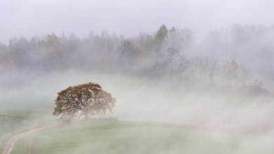 Autumn-colored pedunculate oak (Quercus robur), in fog, Talheim, Canton, Aargau, Switzerland