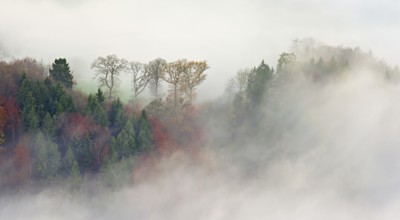 Autumnal forest in fog, Talheim, Canton, Aargau, Switzerland