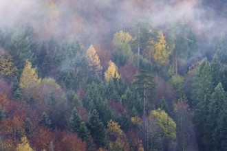 Autumn-colored mixed forest in fog, Talheim, Canton of Aargau, Switzerland