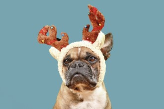 French Bulldog dog with Christmas reindeer antler costume in front of teal background