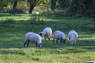 Sheep (Ovis gmelini) on an orchard, Othenstorf, Mecklenburg-Western Pomerania, Germany