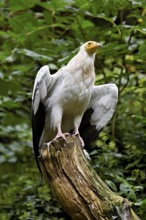 Dirty vulture (Neophron percnopterus) sitting on tree stump, captive, Switzerland