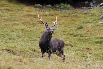 Sika deer (Cervus nippon) standing in meadow, Parc de Merlet, Chamonix-Mont-Blanc, Haute-Savoie,