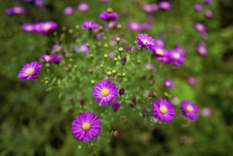 Alpine aster (Aster alpinus), blooming, Chamonix, France
