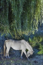 Horse, mold under a willow tree (Salix), Othenstorf, Mecklenburg-Western Pomerania, Germany