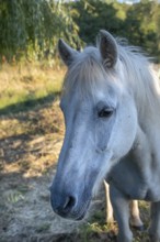 Horse, portrait of a mold in the pasture, Othenstorf, Mecklenburg-Western Pomerania, Germany