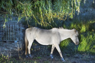 White mare grazing in reeds, Othenstorf, Mecklenburg-Western Pomerania, Germany