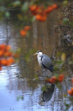 Grey heron, autumn, Germany