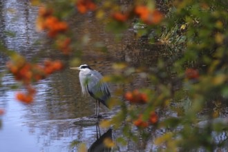Grey heron, autumn, Germany
