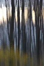 Forest in November, abstracted, blurring, autumn, Germany