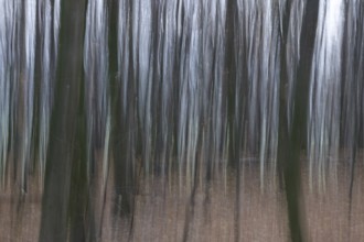 Forest in November, abstracted, blurring, autumn, Germany