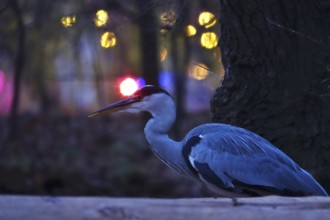Grey heron in the evening in a city, autumn, Germany