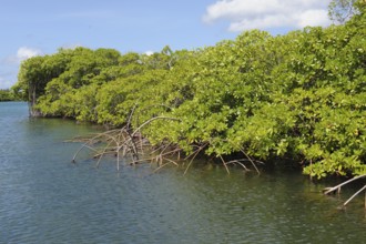 Densely growing black mangrove (Avicennia germinans) in the mangrove ecosystem mangrove roots grow