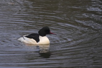 Goose sawers in a lake, autumn, Germany
