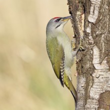 Grey woodpecker (Picus canus), male sitting on the trunk of a grey birch tree (Betula populifolia),
