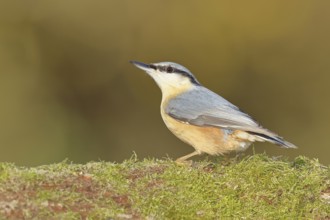 Nuthatch (Sitta europaea) sitting on a tree root covered with moss, Wilnsdorf, North