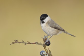 Swamp tit, (Parus palustris), sitting on a branch in a blackthorn bush, (Prunus spinosa), sloes,